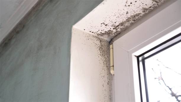 Best Industrial Mold Remediation in Margate, FL
