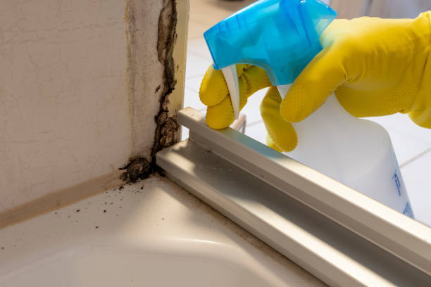 Best Industrial Mold Remediation in Margate, FL