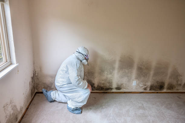 Best Black Mold Remediation in Margate, FL
