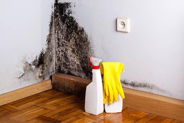 Best White Mold Remediation in Margate, FL